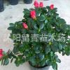 供应高档室内盆栽花卉 杜鹃花苗 盆栽杜鹃花 盆景杜鹃花
