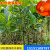 供应各种菠萝蜜果树苗 嫁接菠萝蜜苗 苗木基地批发四季菠萝蜜种苗