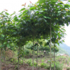 【喜树】优质喜树 基地供应工程绿化小苗 各种规格喜树苗 厂促销