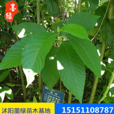 【喜树】优质喜树 基地供应工程绿化小苗 各种规格喜树苗 厂促销图3