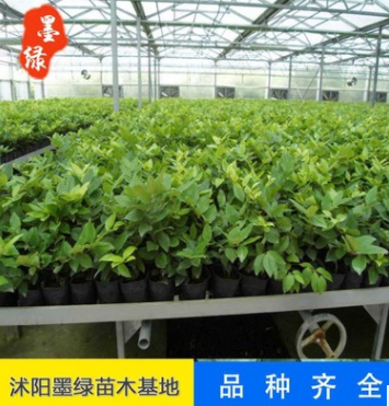 【金森小苗】常年供应金森女贞穴盆苗 金森女贞营养苗 盆栽苗批发图2