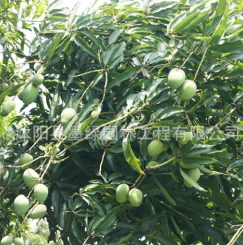 芒果树苗 苗木批发 种植果树小苗 量大优惠图3