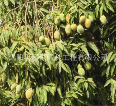 芒果树苗 苗木批发 种植果树小苗 量大优惠图2