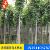 【栾树】基地供应栾树 耐旱易成活栾树 工程绿化苗木 规格齐全