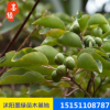 【乌桕苗】批发乌桕树苗 质量保证 大量供应绿化苗木 基地价