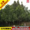 北京基地白蜡树10公分绿化工程用白腊树优质白蜡苗木速生白腊