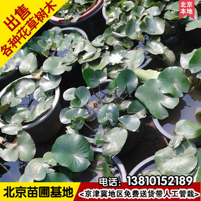 基地批发睡莲盆栽睡莲庭院水池池塘绿化水生植物睡莲净化水质