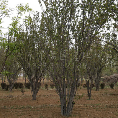 北京苗圃批发西府海棠树8公分10公分大树花树西府海棠树苗管送货