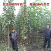 优质楸树树苗 道路绿化