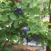 蓝莓基地批发蓝莓果树可南方种植黑珍珠蓝莓品种齐全保湿邮寄&
