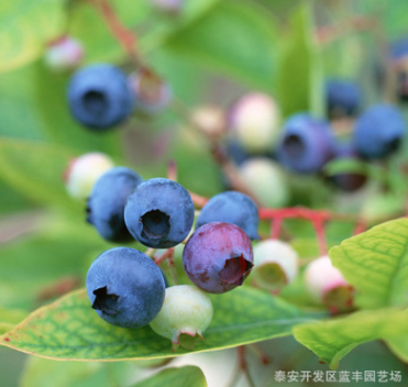 基地批发特价半高丛蓝莓苗 新品种一年苗高成活率生长快保湿邮寄