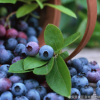 基地批发当年结果蓝莓果树苗 销售盆栽兔眼蓝莓苗 保证成活率