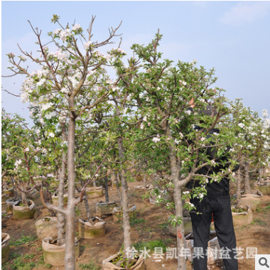 盆栽果树矮化 植物盆栽绿化节日送礼北方果树盆栽大型盆景植物