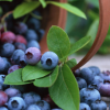 基地批发当年结果蓝莓果树苗 销售盆栽兔眼蓝莓苗 保证成活率