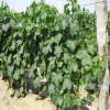葡萄苗价格 夏黑葡萄苗价格 红提葡萄苗 葡萄苗多少钱一株
