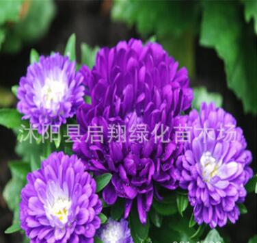 翠菊种子 菊花种子 花籽花卉种子 室内 阳台盆栽 庭院