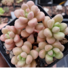 耳坠 多肉植物盆栽花卉绿植 园林植物 观景花草盆栽