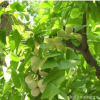 大量供应银杏苗 果树苗 银杏 白果树 规格齐全 绿化苗木、