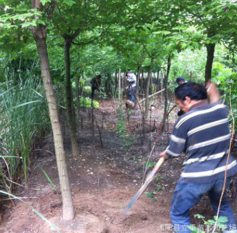 销售复叶槭 金边/金叶复叶槭 6--8公分复叶槭基地 绿化苗木