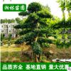 供应园林绿化苗木 椤木石楠树 造型椤木石楠 规格齐全 基地直销
