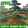 【基地直销】苗圃经营汉松 造型罗汉松 工程绿化苗 园林绿化苗