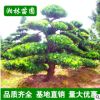 园林绿化树 市政园林 罗汉松 各种造型树 造型优美