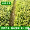 瓜子黄杨小苗批发 扦插黄杨苗 净化空气 瓜子黄杨床苗 现货充足