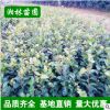 茶梅小苗专业基地 工程苗茶梅 茶梅庭院绿化植物盆栽花卉 篱笆苗