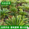 庭院铁树 铁树苗盆栽 铁树小苗 苏铁盆栽苗 铁树小盆景 铁树大苗