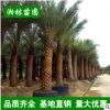 中东海枣树大量批发 精选绿化苗木 精品加拿利海枣棕榈树 蒲葵