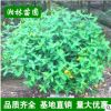 金丝桃球苗木基地直销 金丝桃球苗 小毛球 色块苗 灌木 乔木批发