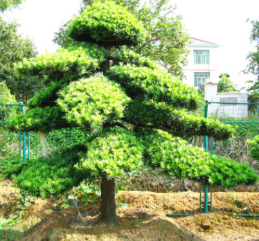 绿化乔木罗汉松树批发供应 异形罗汉松造型树 规格齐造型多样价优