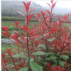 园林绿化树苗红叶石楠低价出售10-30厘米高