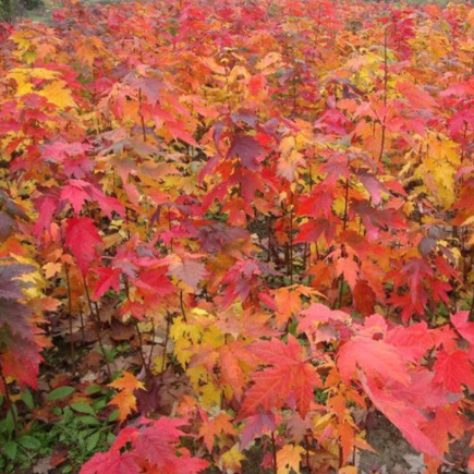 供应 批发红枫苗嫁接红枫苗