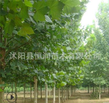 批发行道树法桐小苗.法国梧桐树 速生法桐 悬铃木树苗