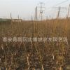 嫁接核桃苗出售 山东核桃苗基地 新品种核桃苗批发