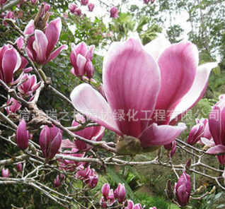 批发广玉兰 精品造型庭院植物广玉兰树苗庭院花卉苗木 基地直销