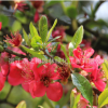 基地直销 苗圃直销优质红梅绿梅 庭院观花植物 当年开花 花期长