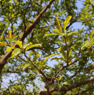 棕榈果石榴胸径20-22cm苗圃基地批发园林绿化树木 规格齐全