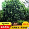 批发杨梅树 杨梅树 护坡绿化湿地绿化 树木热卖 基地直销