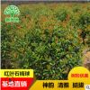 量大批发 精品红叶石楠球 冠幅好 造型优美 园林绿化 现挖现卖