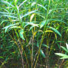 批发优质红花夹竹桃 价格实在 种植基地 量大优惠 欢迎来电
