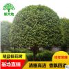 【优选】高端移栽精品桂花树 苗圃移栽 树形美 现场选树 欢迎来电