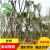 供应批发 工程用大规格全冠朴树 行道树庭院园林绿化朴树