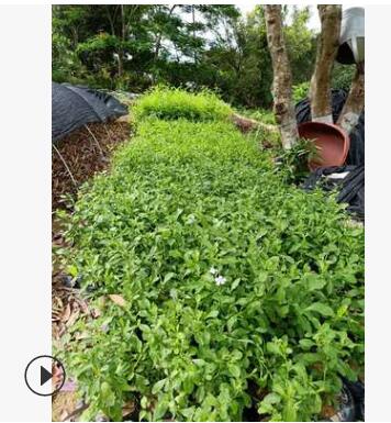 福建地被苗直销 蓝雪花 蓝花丹 盆栽 阳台庭院室内花期长攀爬植物