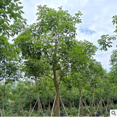 基地直销多花黄花风铃木 生态园林 别墅校园行道树供应