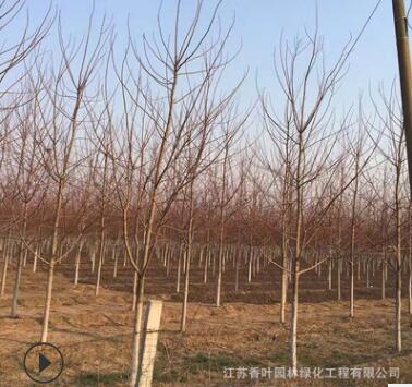 苏北基地直销美国红枫绿化苗木 秋火焰 红点庭院盆栽美国红枫小苗