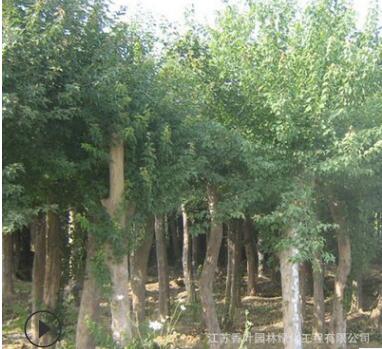 基地批发三角枫苗 优质三角枫树苗 庭院绿化防护树 规格齐全