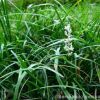 基地直销日本矮麦冬草苗 供应优质矮麦冬草坪 四季常青量大从优
