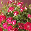 供应优质小玫瑰苗 鲜花苗木 可盆栽工程绿化小桃红玫瑰种苗